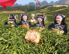 “贵州春茶第一壶”在平塘开采